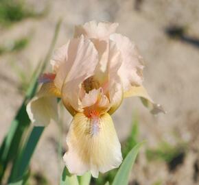 Kosatec 'Orchid Flair' - Iris barbata-nana 'Orchid Flair'