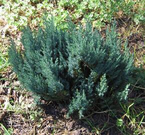 Jalovec polehlý 'Grey Pearl' - Juniperus horizontalis 'Grey Pearl'