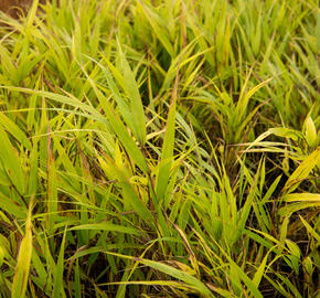 Rákosník japonský 'Nicolas' - Hakonechloa macra 'Nicolas'