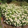 tavolnk japonsk Albiflora - Spiraea japonica Albiflora