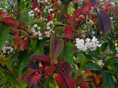 Kalina 'Winton' - Viburnum hillieri 'Winton'