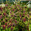 Pokojová kopřiva 'Mosaic Thin Mint' - Coleus blumei 'Mosaic Thin Mint'