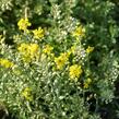 Tařice horská 'Berggold' - Alyssum montanum 'Berggold'