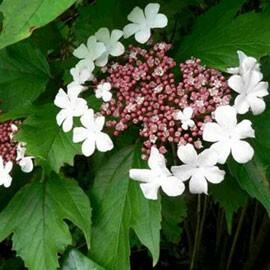 Kalina Sargentova 'Onondaga' - Viburnum sargentii 'Onondaga'