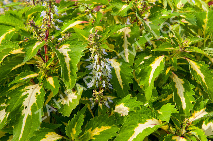 Pokojová kopřiva 'Mosaic Amazon Green' - Coleus blumei 'Mosaic Amazon Green'