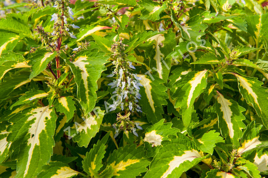 Pokojová kopřiva 'Mosaic Amazon Green' - Coleus blumei 'Mosaic Amazon Green'