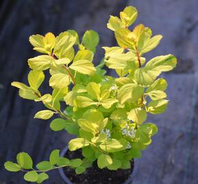 Tavolník břízolistý 'Tor' - Spiraea betulifolia 'Tor'