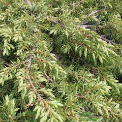 Jalovec obecný 'Green Carpet' - Juniperus communis 'Green Carpet'