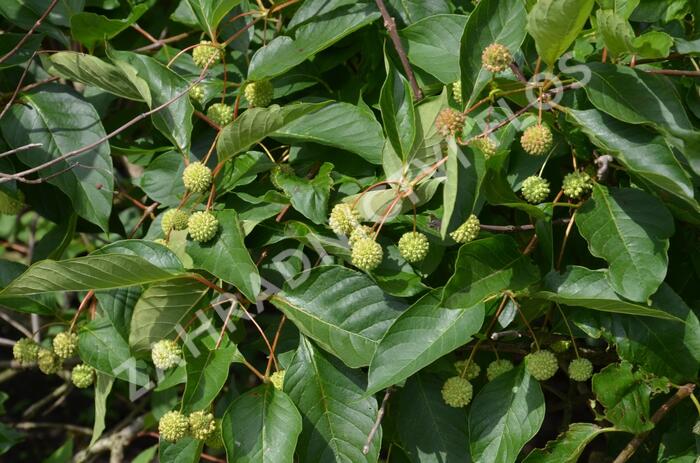 Hlavoš západní - Cephalanthus occidentalis