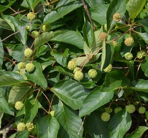 Hlavoš západní - Cephalanthus occidentalis