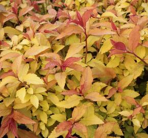 Tavolník japonský 'Goldflame' - Spiraea japonica 'Goldflame'