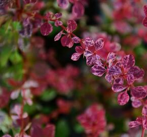 Dřišťál Thunbergův 'Harlequin' - Berberis thunbergii 'Harlequin'