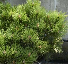 Borovice černá 'Helga' - Pinus nigra 'Helga'