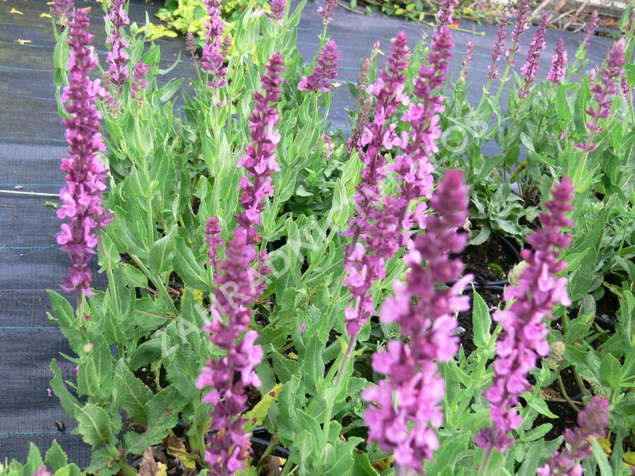 Šalvěj nádherná 'Merleau Rose' - Salvia superba 'Merleau Rose'