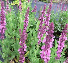 Šalvěj nádherná 'Merleau Rose' - Salvia superba 'Merleau Rose'