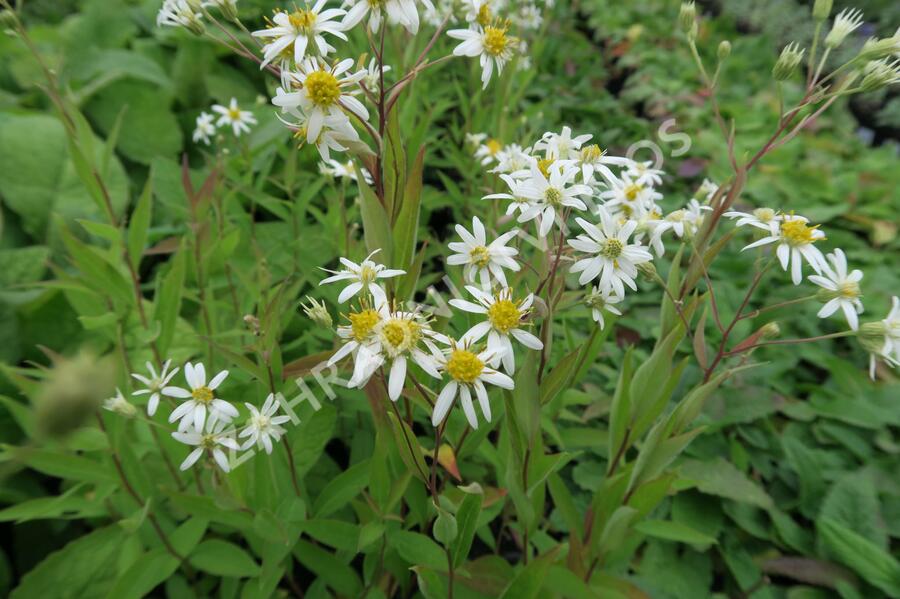 Hvězdnice 'Weißer Schirm' - Aster umbellatus 'Weißer Schirm'