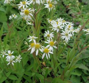 Hvězdnice 'Weißer Schirm' - Aster umbellatus 'Weißer Schirm'