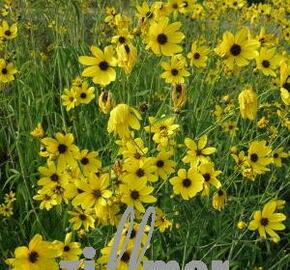 Krásnoočko přeslenité 'El Dorado' - Coreopsis verticillata 'El Dorado'