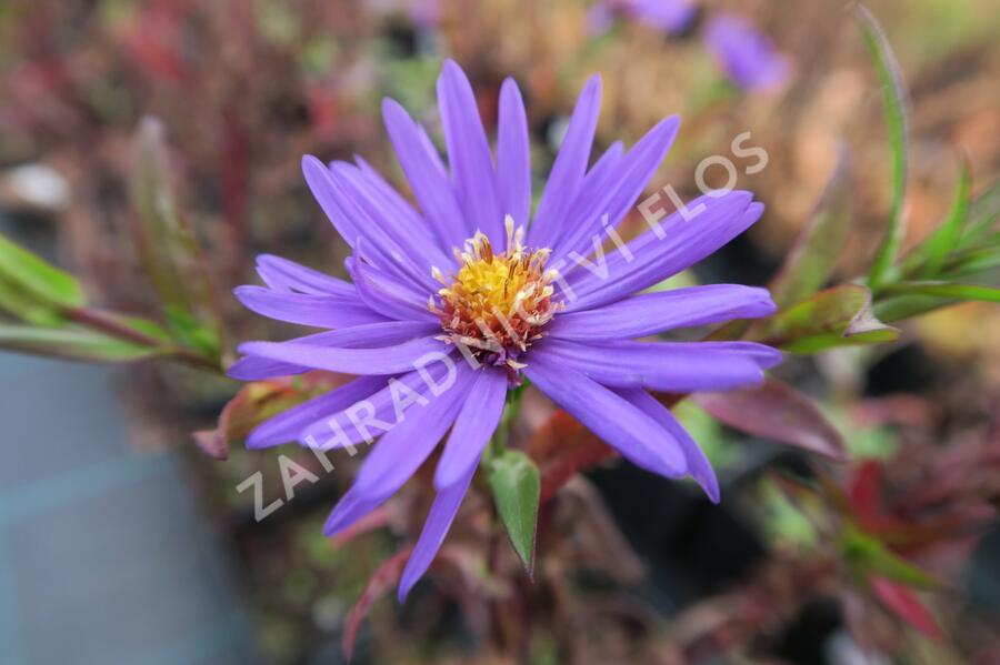 Hvězdnice novobelgická 'Sailor Boy' - Aster novi-belgii 'Sailor Boy'