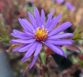 Hvězdnice novobelgická 'Sailor Boy' - Aster novi-belgii 'Sailor Boy'