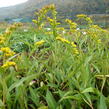 Zlatobýl 'Goldene Wellen' - Solidago sempervirens 'Goldene Wellen'