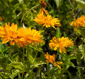 Janeba drsná 'Mars' - Heliopsis helianthoides 'Mars'