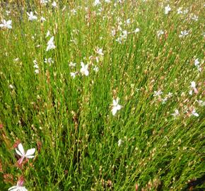 Svíčkovec 'Summer Breeze' - Gaura lindheimeri 'Summer Breeze'