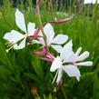 Svíčkovec 'Summer Breeze' - Gaura lindheimeri 'Summer Breeze'