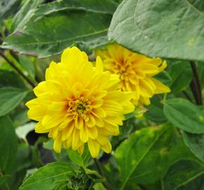 Slunečnice 'Loddon Gold' - Helianthus decapetalus 'Loddon Gold'