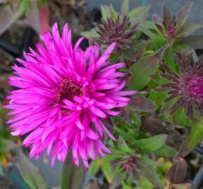 Hvězdnice novobelgická 'Vibrant Dome' - Aster novae-angliae 'Vibrant Dome'