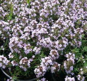 Tymián obecný 'Duftkissen' - Thymus vulgaris 'Duftkissen'