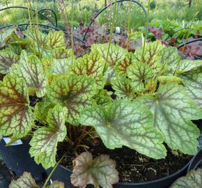 Dlužicha 'Beauty Colour' - Heuchera 'Beauty Colour'