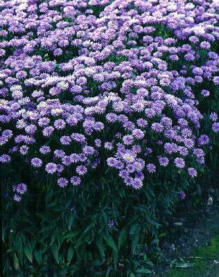 Hvězdnice chlumní 'Lady Hindlip' - Aster amellus 'Lady Hindlip'