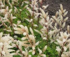 Udatna 'Charakter' - Aruncus aethusifolius 'Charakter'