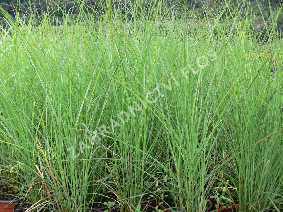 Ozdobnice čínská 'Fontane' - Miscanthus sinensis 'Fontane'