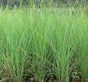 Ozdobnice čínská 'Fontane' - Miscanthus sinensis 'Fontane'