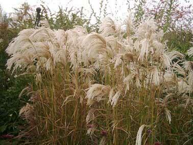 Ozdobnice čínská 'Kaskade' - Miscanthus sinensis 'Kaskade'