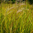 Ozdobnice čínská 'Kaskade' - Miscanthus sinensis 'Kaskade'