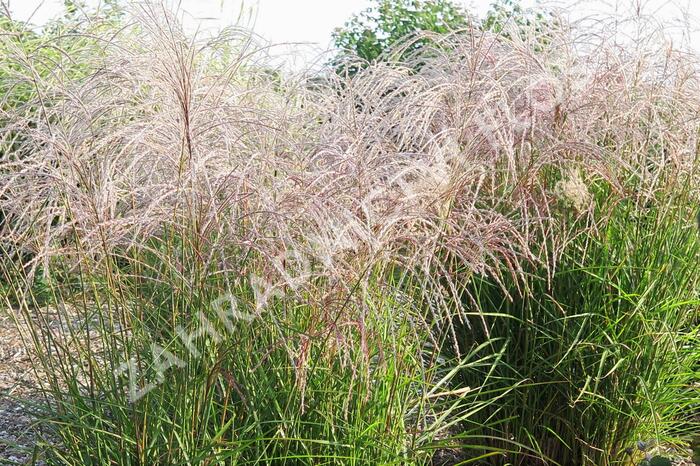 Ozdobnice čínská 'Flamingo' - Miscanthus sinensis 'Flamingo'