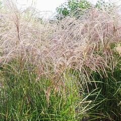 Ozdobnice čínská 'Flamingo' - Miscanthus sinensis 'Flamingo'