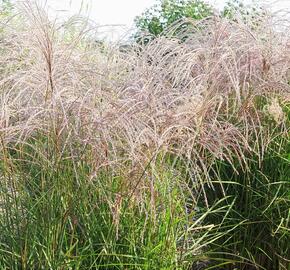 Ozdobnice čínská 'Flamingo' - Miscanthus sinensis 'Flamingo'