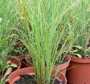 Ozdobnice čínská 'Autumn Light' - Miscanthus sinensis 'Autumn Light'