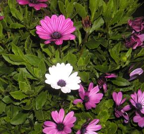 Dvoutvárka 'Impassion Creme Pink' - Osteospermum ecklonis 'Impassion Creme Pink'