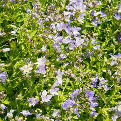 Zvonek bělokvětý - Campanula lactiflora