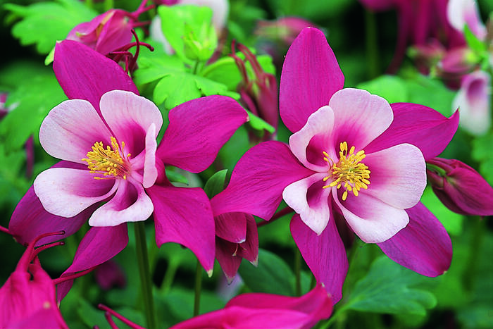 Orlíček 'Red Hobbit' - Aquilegia caerulea 'Red Hobbit'