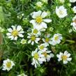 Hvězdnice vřesovcová 'Snowflurry' - Aster ericoides 'Snowflurry'