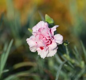 Hvozdík péřitý 'Monica Wyatt' - Dianthus plumarius 'Monica Wyatt'