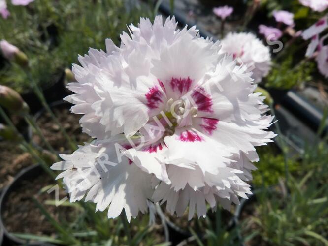 Hvozdík péřitý 'Ine' - Dianthus plumarius 'Ine'