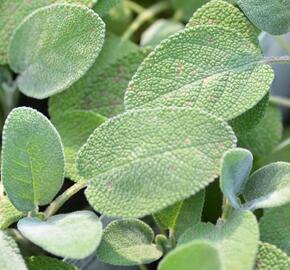 Šalvěj lékařská 'Culinaria' - Salvia officinalis 'Culinaria'