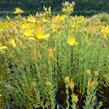 Třezalka malolistá 'Grandiflorum' - Hypericum polyphyllum 'Grandiflorum'